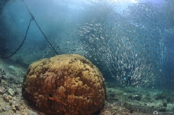 A huge shoal of sardines trying to escape large hungry ja... by Nadya Kulagina 